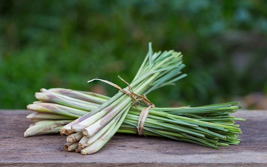 Lemongrass (Cymbopogon citratus) - Traditional Guyanese medicinal plant