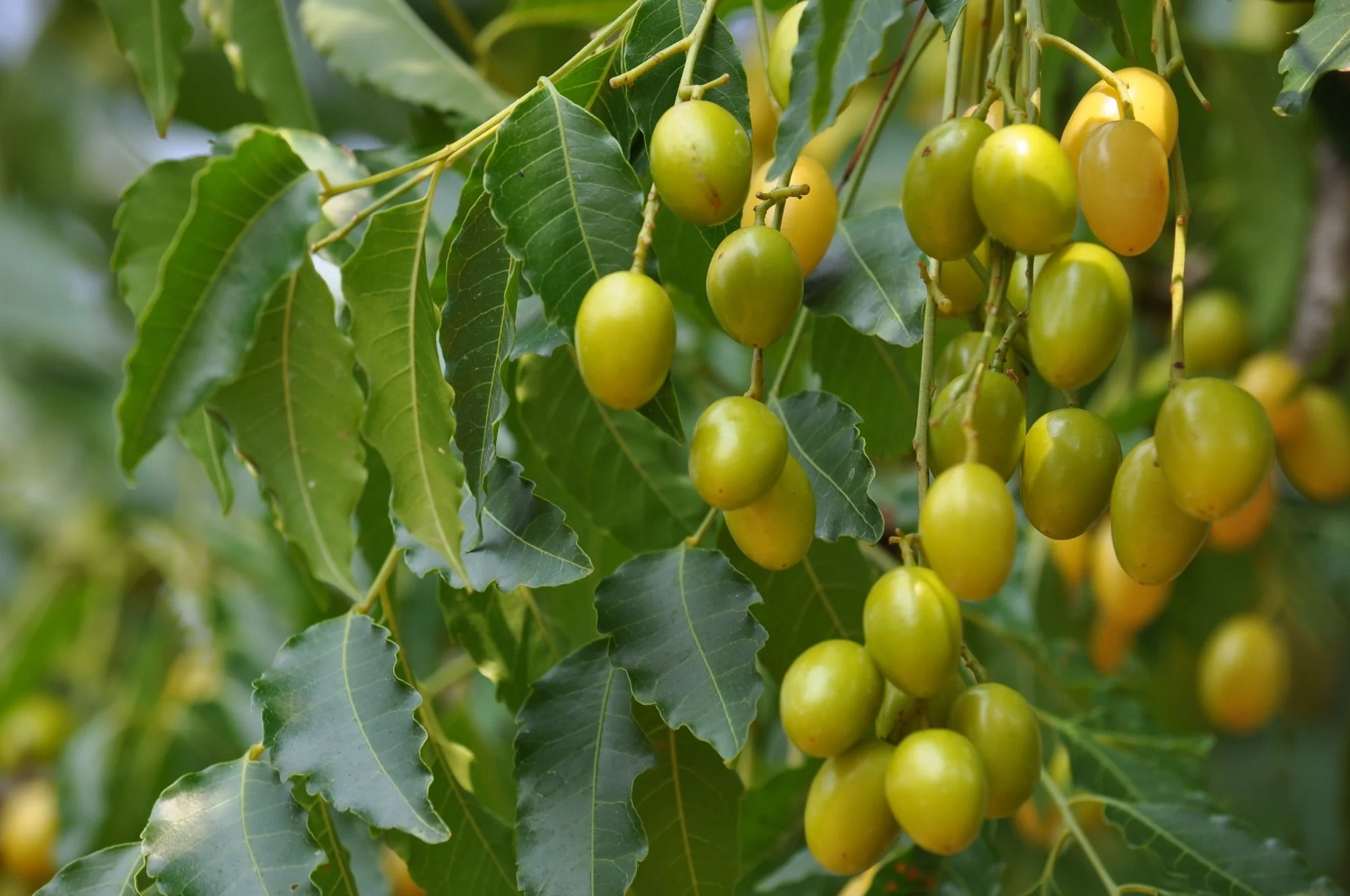 Neem (Azadirachta indica) - Traditional Guyanese medicinal plant