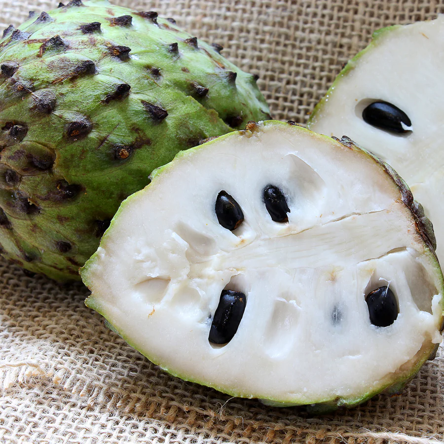 Soursop Leaves (Annona muricata) - Traditional Guyanese medicinal plant